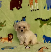 Royal, a male Maltipoo for sale in Fitzgerald, GA – 6 of 10