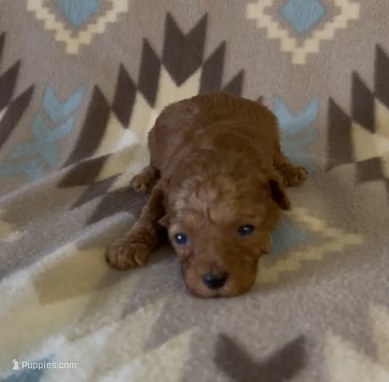 Pooh – Poodle - Toy  puppy for sale in Fitzgerald, GA