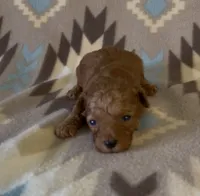 Pooh, a male Poodle - Toy  for sale in Fitzgerald, GA – 1 of 7