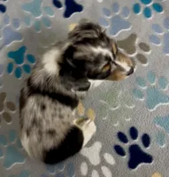 Longhair Dandy, a male Miniature Dachshund for sale in Fitzgerald, GA – 4 of 6