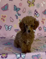 Precious, a female Poodle - Toy  for sale in Fitzgerald, GA – 4 of 6