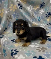 Longhair Ace, a male Miniature Dachshund for sale in Fitzgerald, GA – 3 of 5
