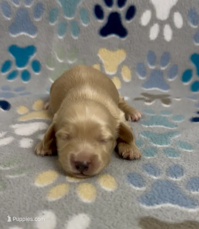 Longhair Damon – Miniature Dachshund puppy for sale in Fitzgerald, GA