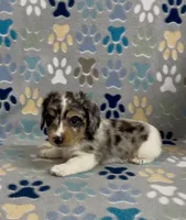 Longhair Dandy, a male Miniature Dachshund for sale in Fitzgerald, GA – 6 of 6