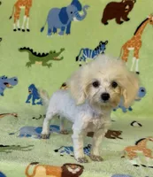 Royal, a male Maltipoo for sale in Fitzgerald, GA – 9 of 10