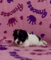 Kenya, a female Pomapoo for sale in Fitzgerald, GA – 3 of 6