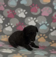 Gigi, a female Poodle - Toy  for sale in Fitzgerald, GA – Photo 7 of 8