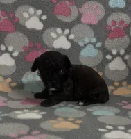 Gigi, a female Poodle - Toy  for sale in Fitzgerald, GA – Photo 6 of 8