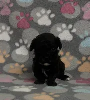 Gigi, a female Poodle - Toy  for sale in Fitzgerald, GA – Photo 3 of 8