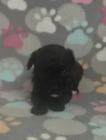 Gigi, a female Poodle - Toy  for sale in Fitzgerald, GA – Photo 4 of 8