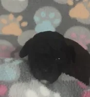 Gigi, a female Poodle - Toy  for sale in Fitzgerald, GA – Photo 2 of 8