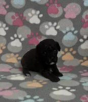 Gigi, a female Poodle - Toy  for sale in Fitzgerald, GA – Photo 5 of 8