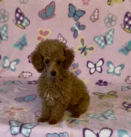 Precious, a female Poodle - Toy  for sale in Fitzgerald, GA – 6 of 6