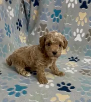 Gunner, a male Poodle - Toy  for sale in Fitzgerald, GA – 4 of 5