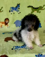 Rosey , a female Poodle - Toy  for sale in Fitzgerald, GA – 2 of 7