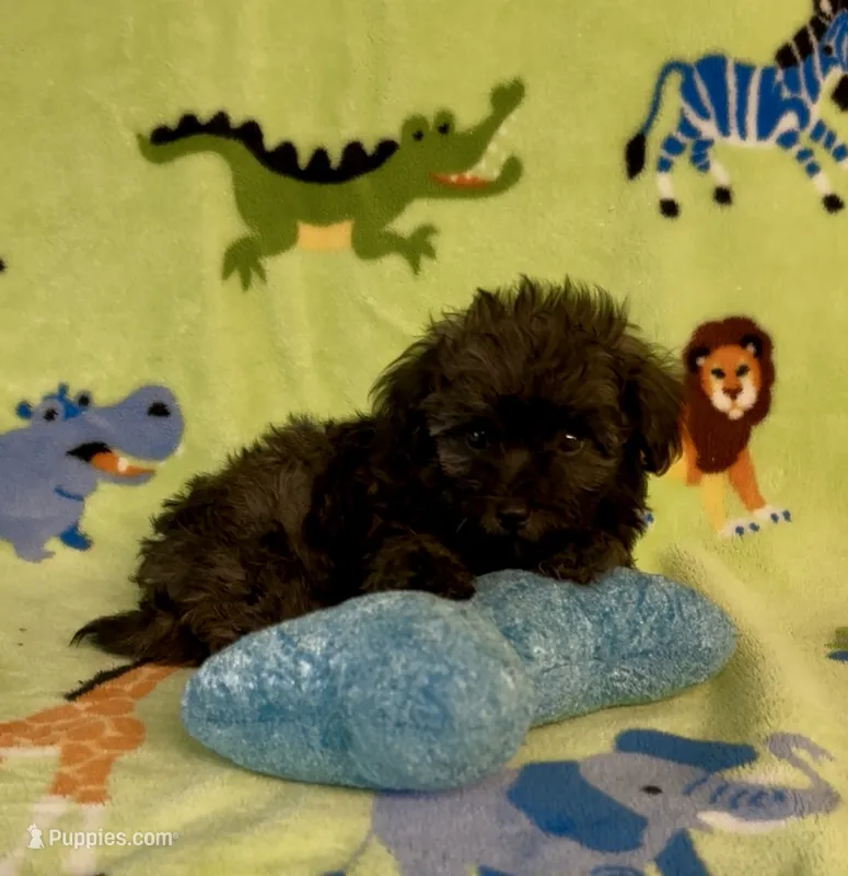 Rusty – Maltipoo puppy for sale in Fitzgerald, GA