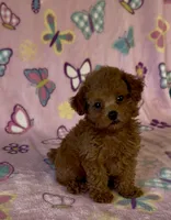 Tiny Pixie, a female Poodle - Toy  for sale in Fitzgerald, GA – 8 of 8