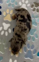 Longhair Dorian, a male Miniature Dachshund for sale in Fitzgerald, GA – 2 of 5