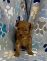 Tiny Flame, a male Poodle - Toy  for sale in Fitzgerald, GA – 5 of 10