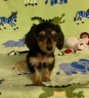Longhair Daisy, a female Miniature Dachshund for sale in Fitzgerald, GA – 5 of 8