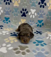 Longhair Dorian, a male Miniature Dachshund for sale in Fitzgerald, GA – 5 of 5