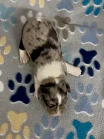 Longhair Dandy, a male Miniature Dachshund for sale in Fitzgerald, GA – 5 of 6