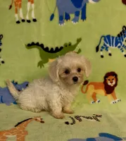 Royal, a male Maltipoo for sale in Fitzgerald, GA – 9 of 10