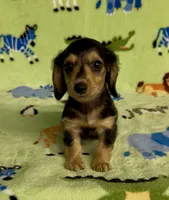 Longhair Danny, a male Miniature Dachshund for sale in Fitzgerald, GA – 5 of 8