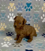 Tiny Flame, a male Poodle - Toy  for sale in Fitzgerald, GA – 6 of 10