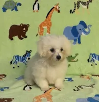 Ricky, a male Maltipoo for sale in Fitzgerald, GA – 2 of 7