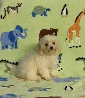 Risa , a female Maltipoo for sale in Fitzgerald, GA – 5 of 6