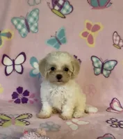 Risa , a female Maltipoo for sale in Fitzgerald, GA – 2 of 10