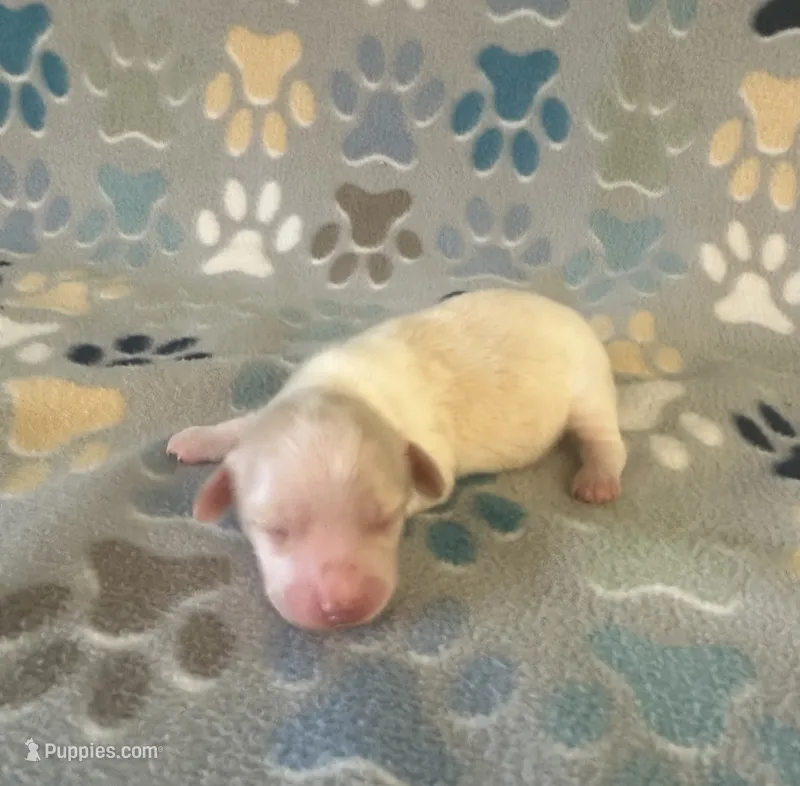 Longhair Andy – Miniature Dachshund puppy for sale in Fitzgerald, GA