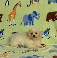 Risa , a female Maltipoo for sale in Fitzgerald, GA – 3 of 6