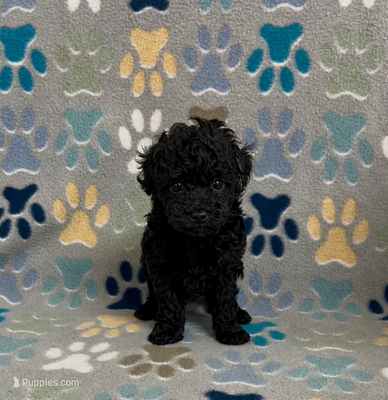 Raider – Poodle - Toy  puppy for sale in Fitzgerald, GA