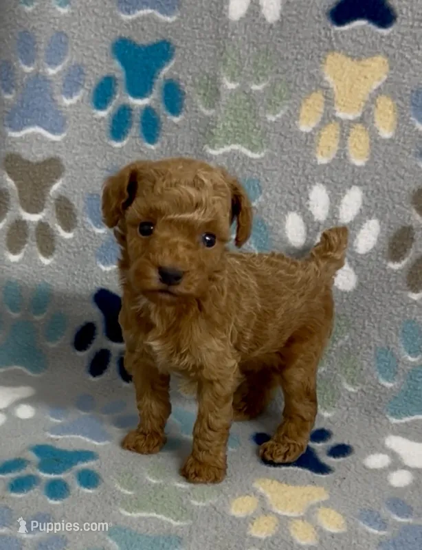 Fajita – Poodle - Toy  puppy for sale in Fitzgerald, GA