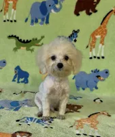 Royal, a male Maltipoo for sale in Fitzgerald, GA – 6 of 10