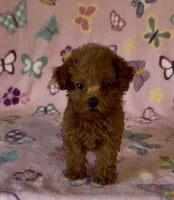 Tiny Pixie, a female Poodle - Toy  for sale in Fitzgerald, GA – 2 of 8