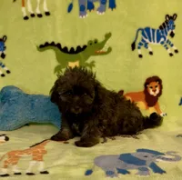 Rusty, a male Maltipoo for sale in Fitzgerald, GA – 2 of 6