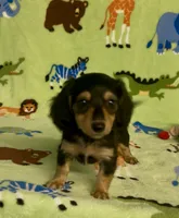 Longhair Daisy, a female Miniature Dachshund for sale in Fitzgerald, GA – 4 of 8