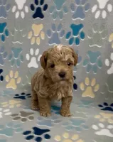 Garth, a male Poodle - Toy  for sale in Fitzgerald, GA – 2 of 10