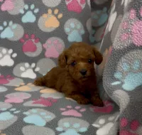 Fancy, a female Poodle - Toy  for sale in Fitzgerald, GA – 5 of 6