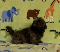 Rusty, a male Maltipoo for sale in Fitzgerald, GA – 4 of 10