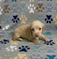 Longhair Charlie, a male Miniature Dachshund for sale in Fitzgerald, GA – 2 of 2