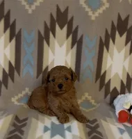Polly, a female Poodle - Toy  for sale in Fitzgerald, GA – 3 of 4