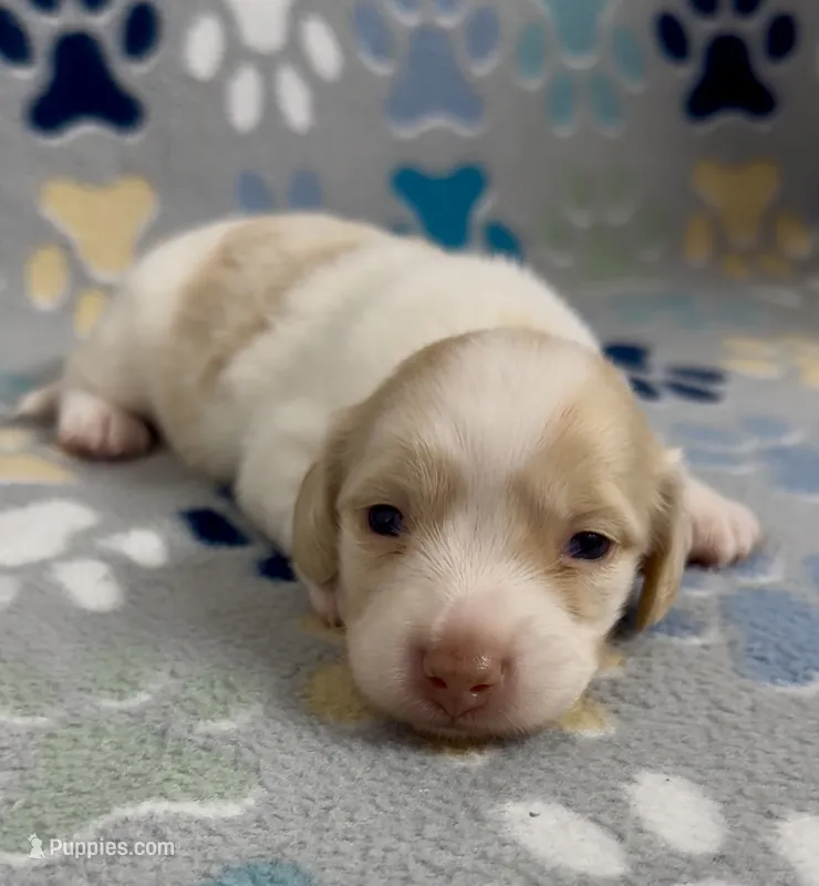 Longhair Andy – Miniature Dachshund puppy for sale in Fitzgerald, GA