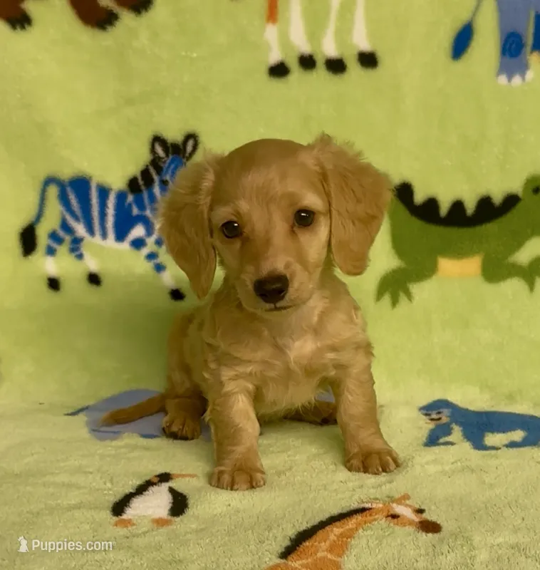 Longhair Diesel  – Miniature Dachshund puppy for sale in Fitzgerald, GA