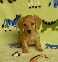 Longhair Diesel , a male Miniature Dachshund for sale in Fitzgerald, GA – 1 of 8