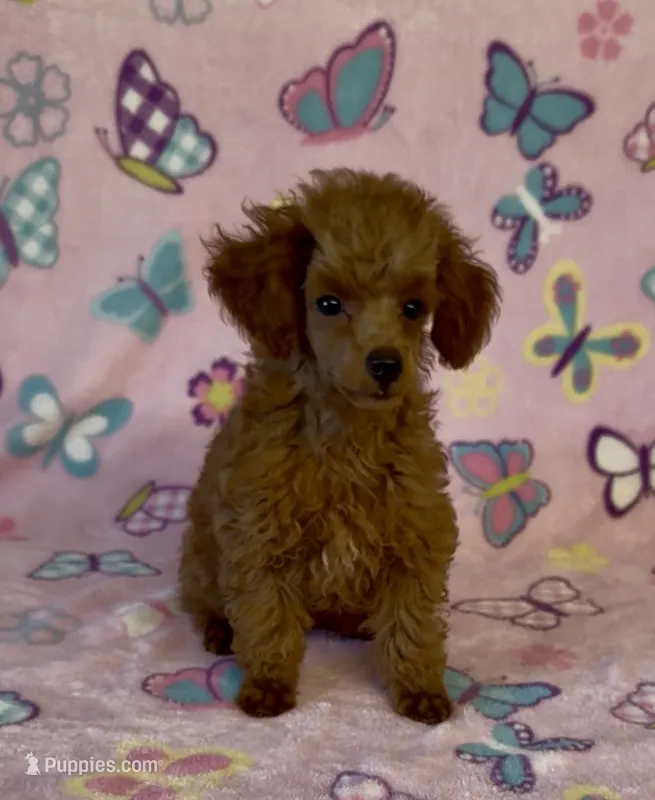 Polly – Poodle - Toy  puppy for sale in Fitzgerald, GA