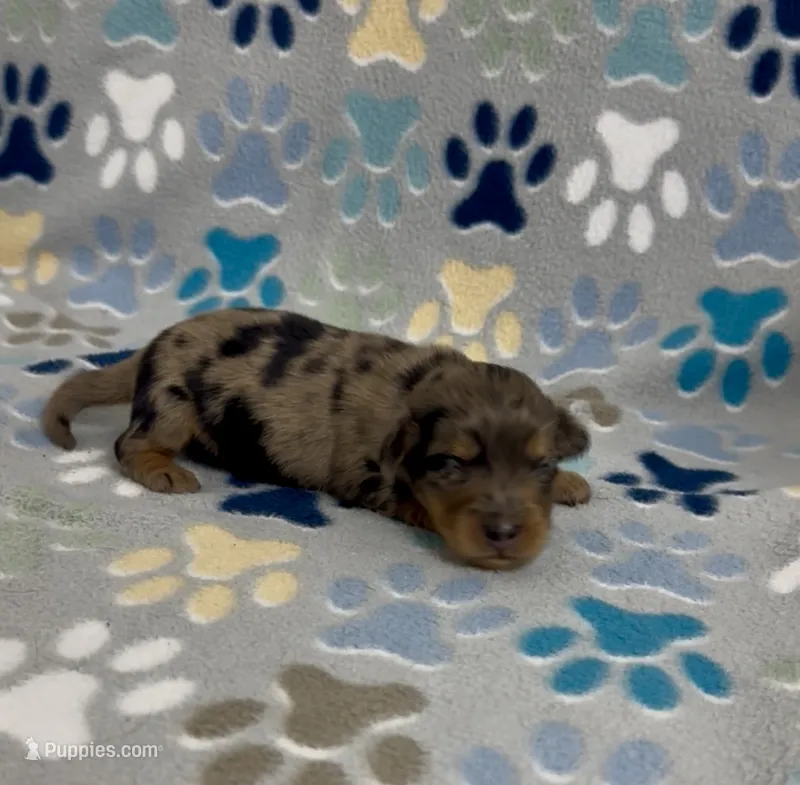 Longhair Dorian – Miniature Dachshund puppy for sale in Fitzgerald, GA